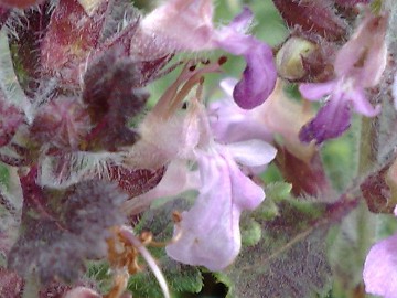 Una Lamiacea a cuscino - Teucrium chamaedrys